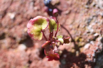 Close-up of pink flowers