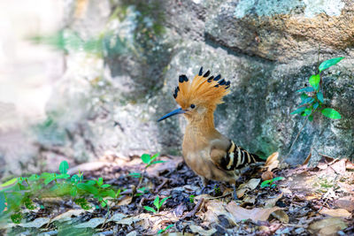 Close-up of bird