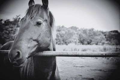 Close-up of horse standing against sky