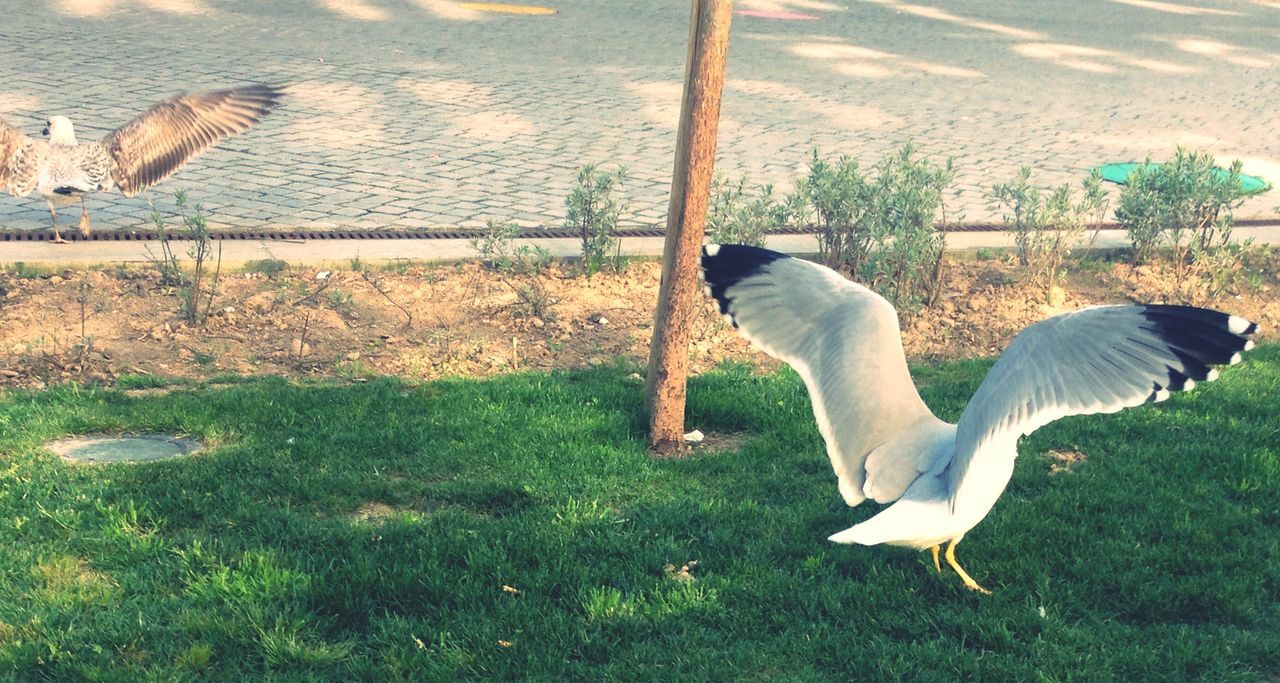 bird, animal themes, animals in the wild, wildlife, grass, one animal, spread wings, pigeon, full length, field, perching, nature, two animals, day, sunlight, outdoors, flying, park - man made space, no people, seagull