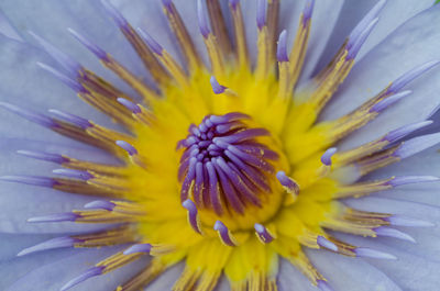 Close-up of yellow flower