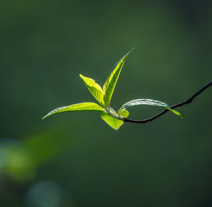 Fresh, green leaves of a bird cherry tree during spring.