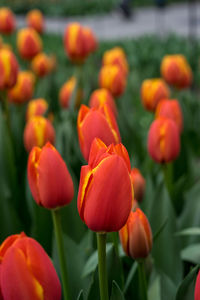 Close-up of orange tulips on field