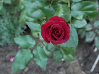 Close-up of red rose