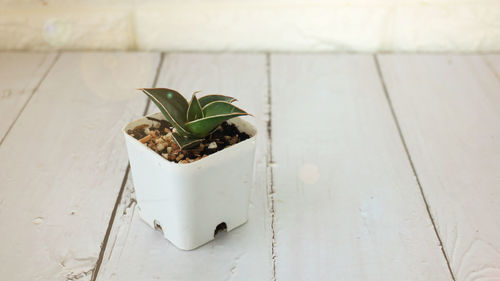 High angle view of potted plant