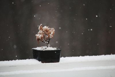 Close-up of snow against sky