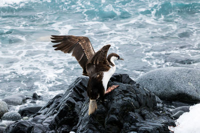 Close-up of bird flying over sea