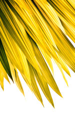 Low angle view of yellow leaves against sky