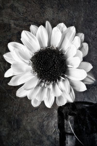 Close-up of daisy flowers