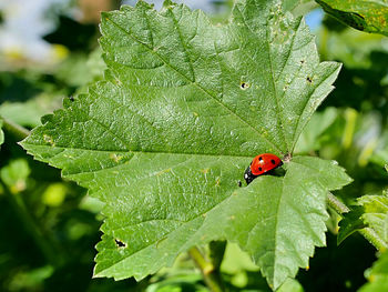 leaf