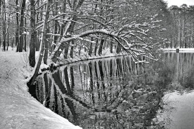 Bare trees by frozen river in forest during winter