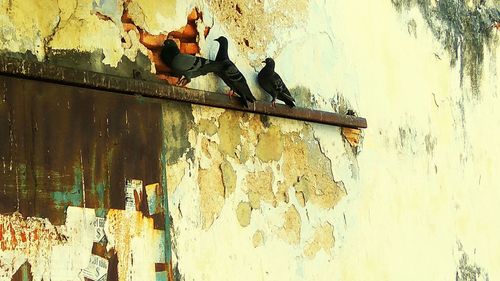 Birds perching on wall