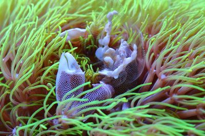 Close-up of coral in sea