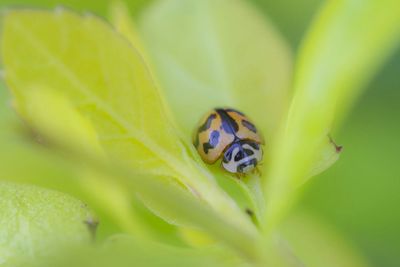 Detail shot of bug on flower