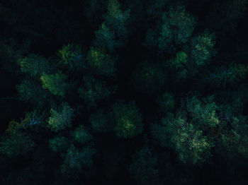 Full frame shot of trees in forest