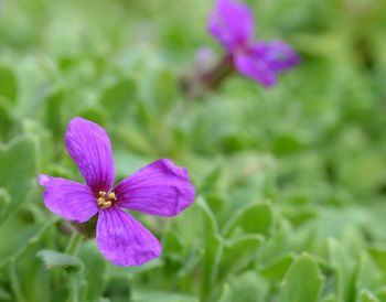 Close-up of pink flower