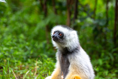 Close-up of monkey looking away