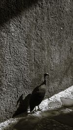 Bird perching on a wall