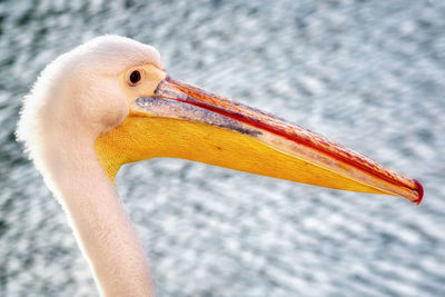 Close-up of bird against blurred background