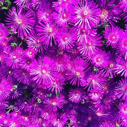 Full frame shot of purple flowers