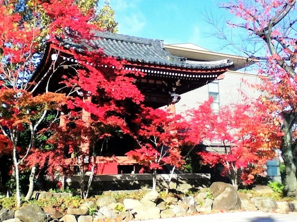 building exterior, architecture, built structure, tree, flower, growth, branch, low angle view, house, pink color, sky, red, nature, day, beauty in nature, outdoors, blossom, residential structure, plant, no people