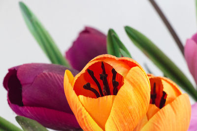 Close-up of orange flowering plant
