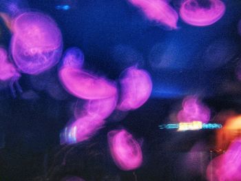 Close-up of jellyfish in aquarium