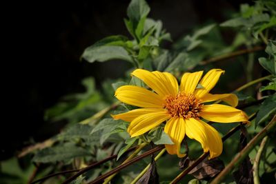 Close-up of yellow flower