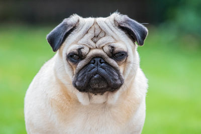 Close-up portrait of pug