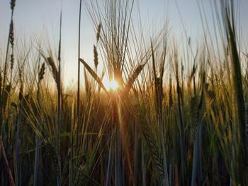 Close-up of wheat growing on field against bright sun