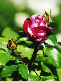 Close-up of red flower on plant