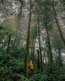 Rear view of man walking in forest