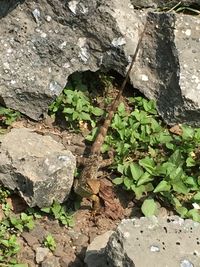 Close-up of plant growing on tree trunk