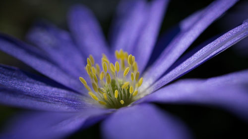 Close-up of purple crocus