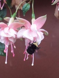 Close-up of pink flowers