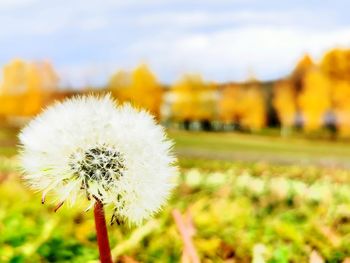 Close-up of dandelion flower on field