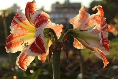 Close-up of orange day lily