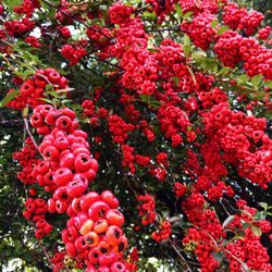 Full frame shot of red flowers