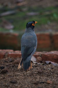 Close-up of bird perching on a field