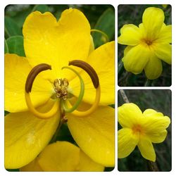 Close-up of yellow flowers