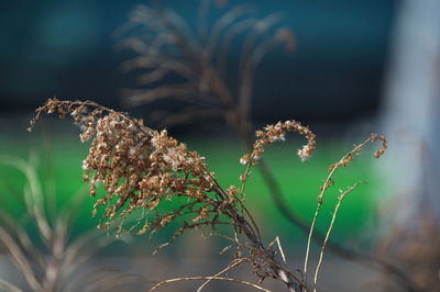 Close-up of wilted plant