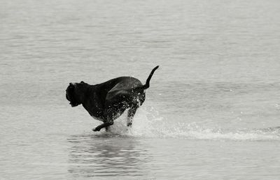 Dog in water