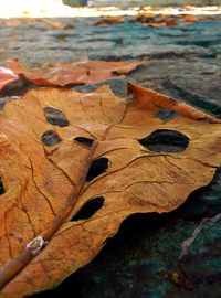 Close-up of dry maple leaf during autumn