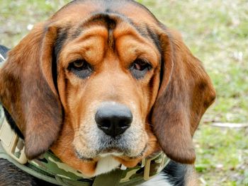 Close-up portrait of a dog