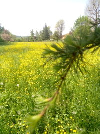 Yellow flowering plants on field against sky