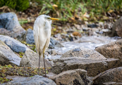 Close-up of heron perching on rock