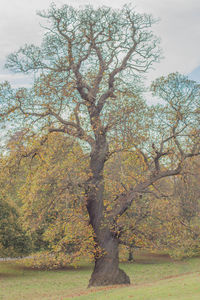 Tree by autumn leaves against sky