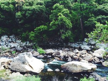 Rocks by river in forest