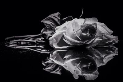 Close-up of rose over black background