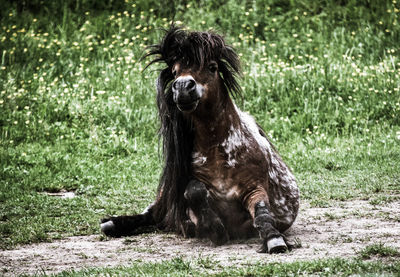 Brown dog sitting on land